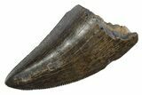 Serrated, Tyrannosaur (Nanotyrannus) Tooth - Montana #350430-1